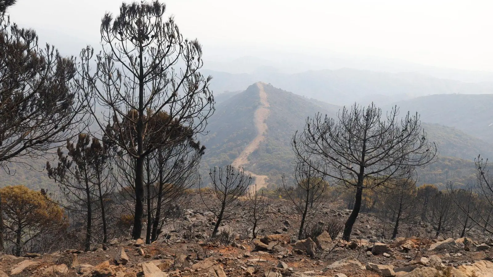 Auch in den Vorjahren kam es in Andalusien immer wieder zu Waldbränden. (Archivbild) (Foto: Álex Zea/EUROPA PRESS/dpa)