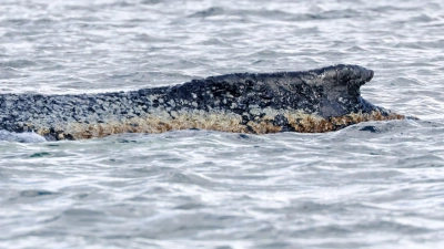 Für den Wal scheint es keine Hoffnung mehr zu geben. (Foto: Bodo Marks/dpa)