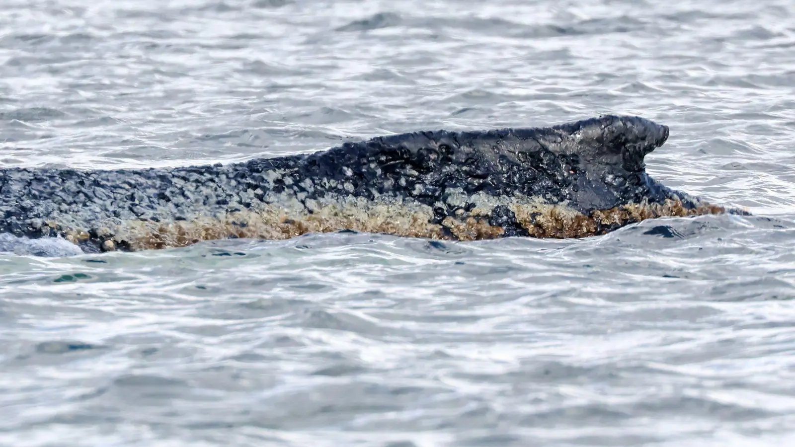Für den Wal scheint es keine Hoffnung mehr zu geben. (Foto: Bodo Marks/dpa)