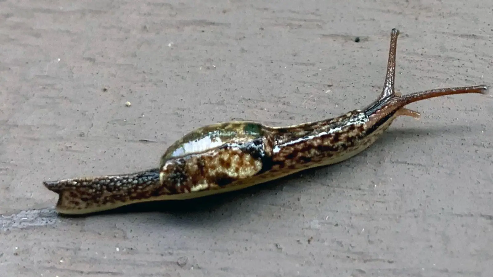 Sie tragen zwar Häuser auf dem Rücken, jedoch sind diese zu klein, als dass sich die Weichtiere in sie zurückziehen könnten. (Foto: M. Schilthuizen/Taxon Expeditions/dpa)