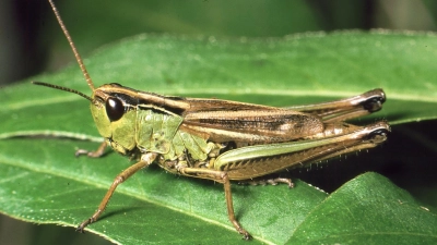 Sumpf-Grashüpfer werden durch Entwässerung und häufige Mahden immer seltener in der Region. (Foto: Ulrich Meßlinger)