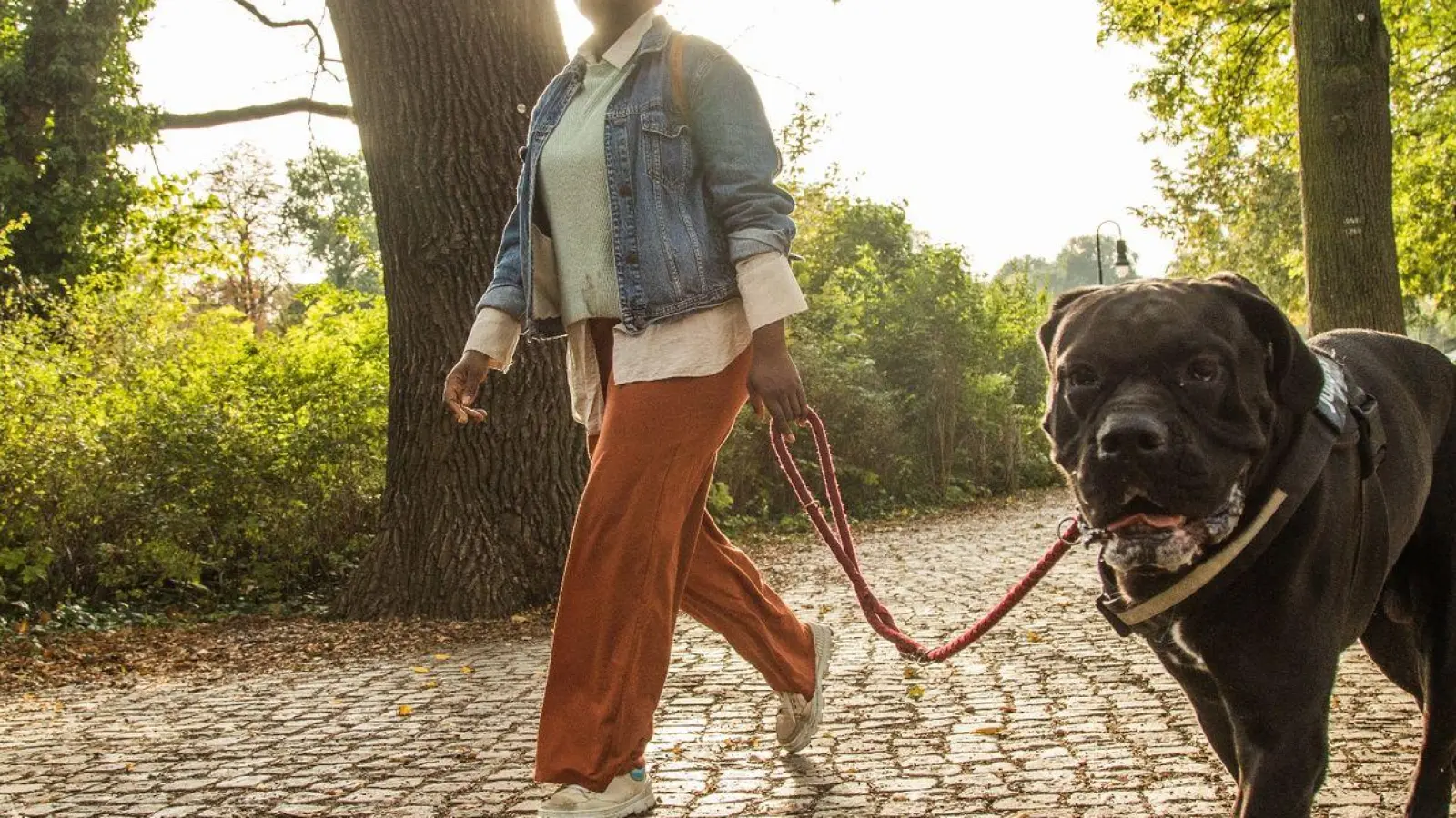 Entspannt an der Leine mitgehen: Das ist keine Frage der Größe, wie dieser Hund zeigt. (Foto: Christin Klose/dpa-tmn/dpa)