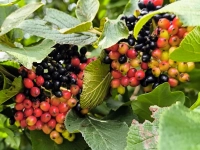 Schwarz-Rot-Gold - gesehen bei Dentlein (Foto: Margit Lechner)