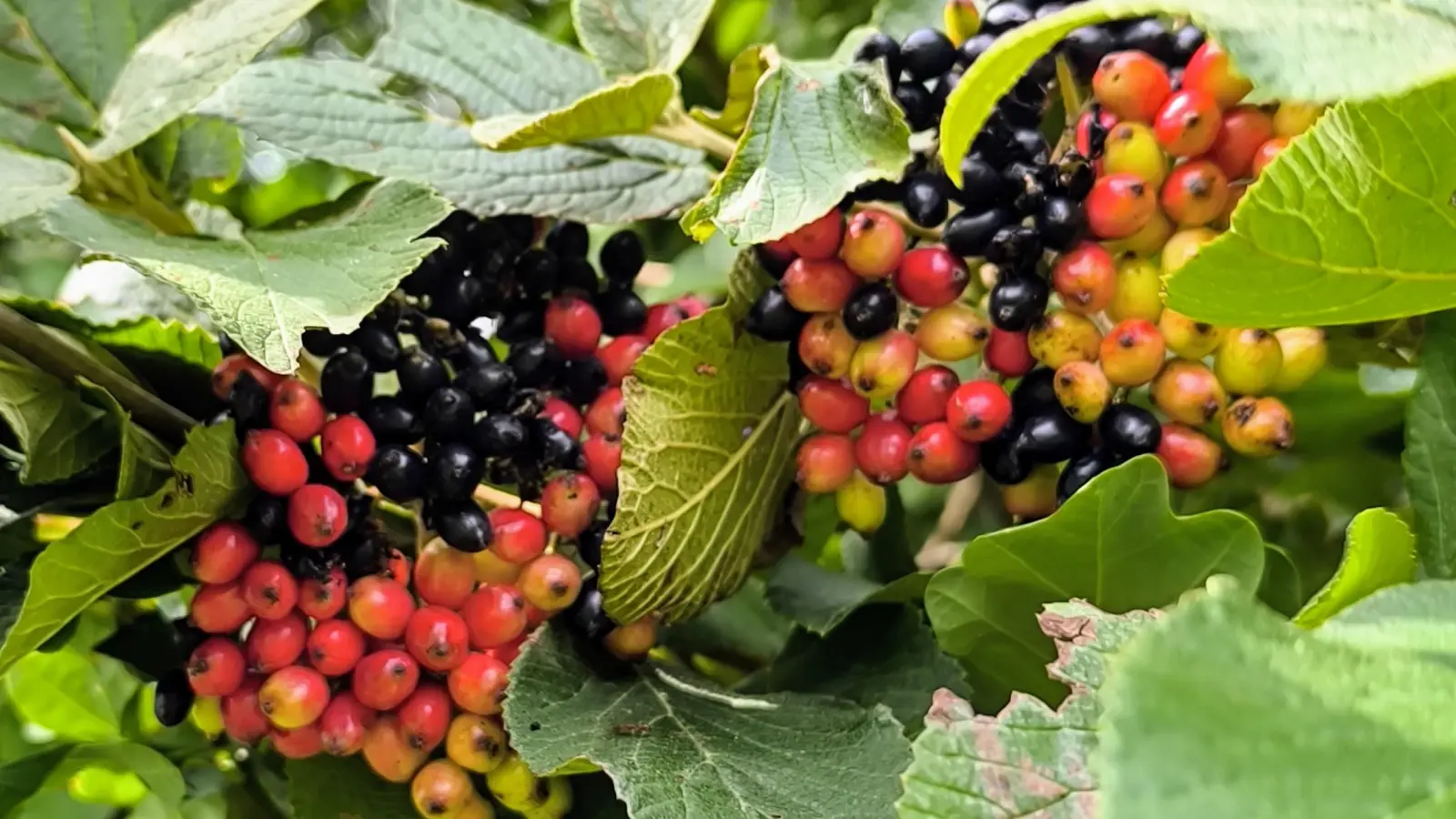 Beeren in Schwarz-Rot-Gold - gesehen bei Dentlein am Forst (Foto: Margit Lechner)