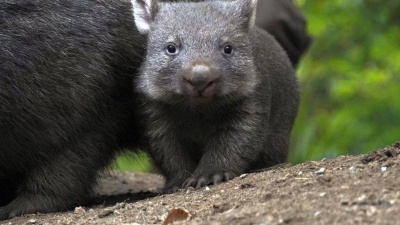 Der Wombat-Nachwuch im Zoo Hannover. (Foto: Yvonne Riedelt/Zoo Hannover/dpa)