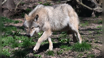Der Wolf soll ins Landesjagdrecht aufgenommen werden. (Archivbild) (Foto: Bernd Weißbrod/dpa)
