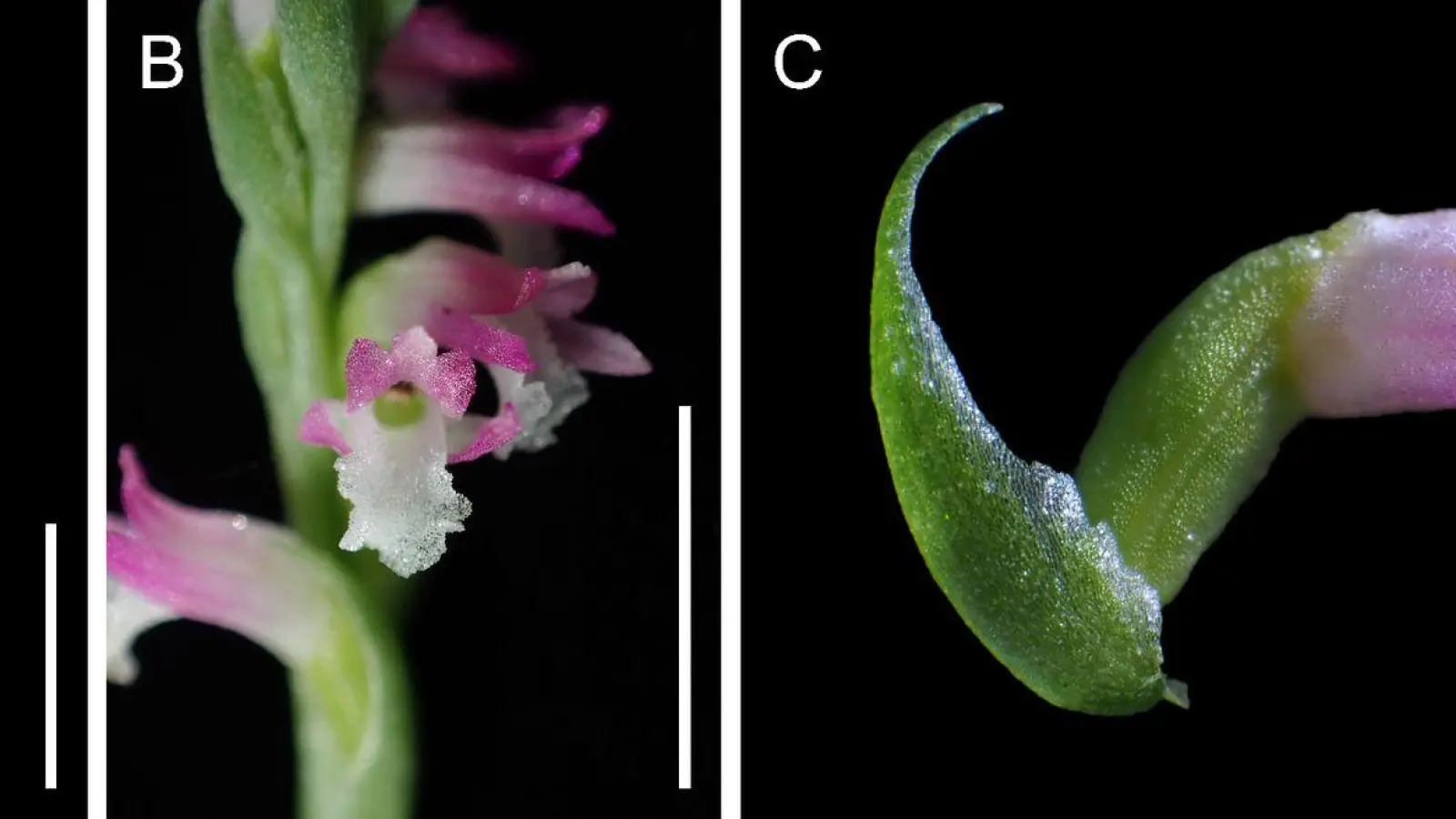 Das Bild zeigt die Orchideen-Art „Spiranthes hachijoensis“ und wurde in einem japanischem Privatgarten neu entdeckt. (Foto: Masayuki Ishibashi/Kenji Suetsugu/dpa)