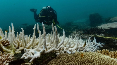 Korallenriffe weltweit geraten zunehmend unter Druck. (Foto: Grace Frank/AIMS (Australian Institute of Marine Science)/dpa)