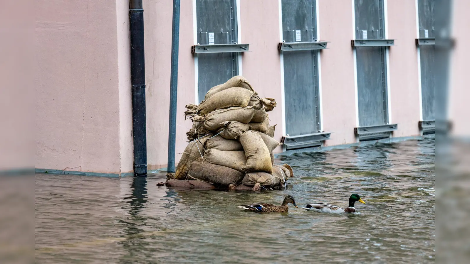 Noch ist es ungewiss, wie sich die Hochwasserlage in Passau entwickeln wird. (Foto: Armin Weigel/dpa)