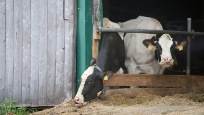 Im Allgäuer Tierschutzskandal stehen zum zweiten Mal Landwirte eines großen Milchviehbetriebs vor Gericht. (Symbolbild) (Foto: Karl-Josef Hildenbrand/dpa)