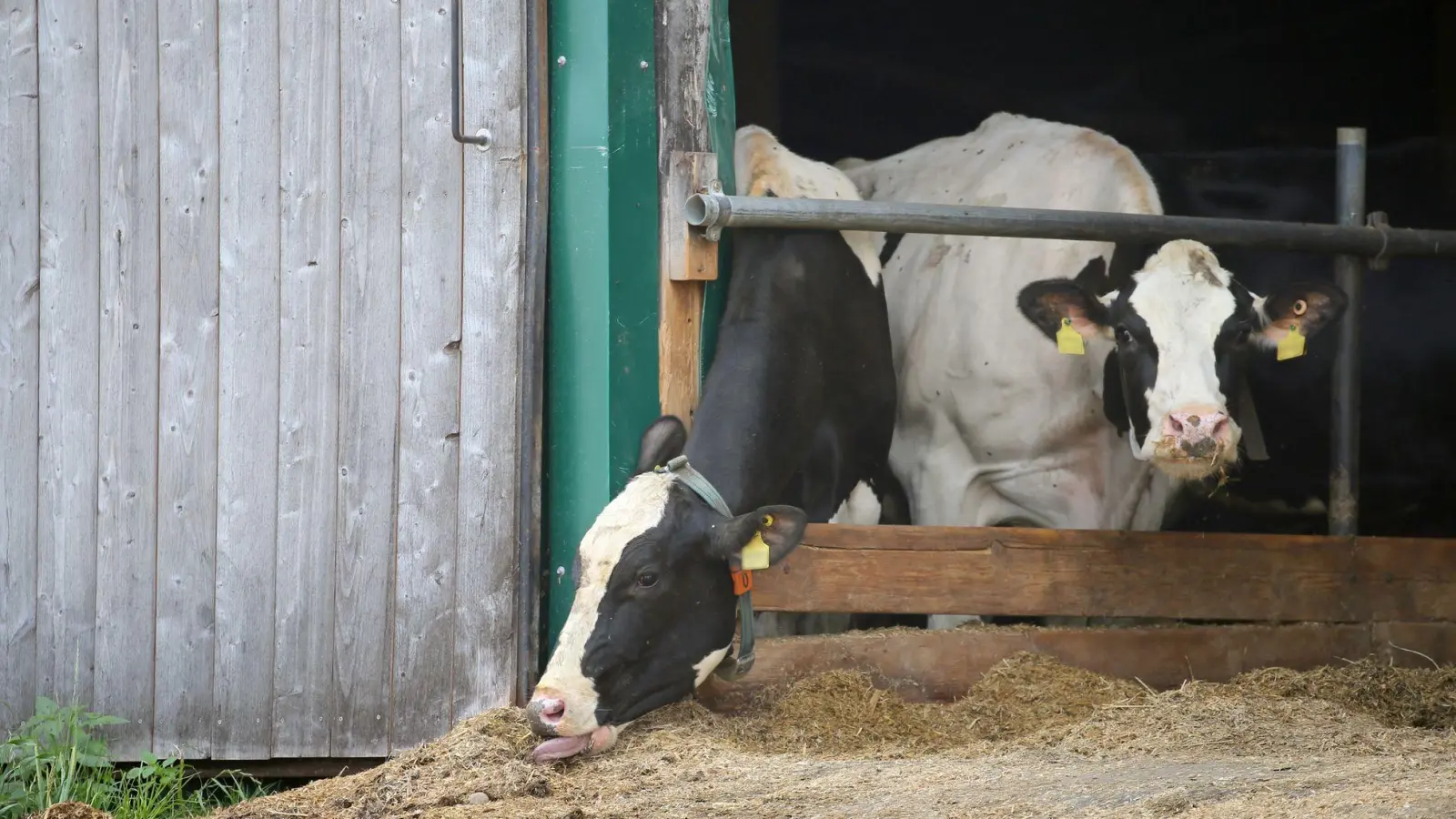Im Allgäuer Tierschutzskandal stehen zum zweiten Mal Landwirte eines großen Milchviehbetriebs vor Gericht. (Symbolbild) (Foto: Karl-Josef Hildenbrand/dpa)