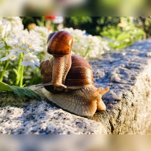 Frühlingsgefühle - gesehen bei Rothenburg. (Foto: Simome Hedler)