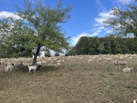 Gemütliches Grasen - gesehen in Beyerberg (Foto:  Andrea Högner)
