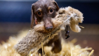 Dackel Bosse beim Presserundgang (Foto: Bernd Thissen/dpa)