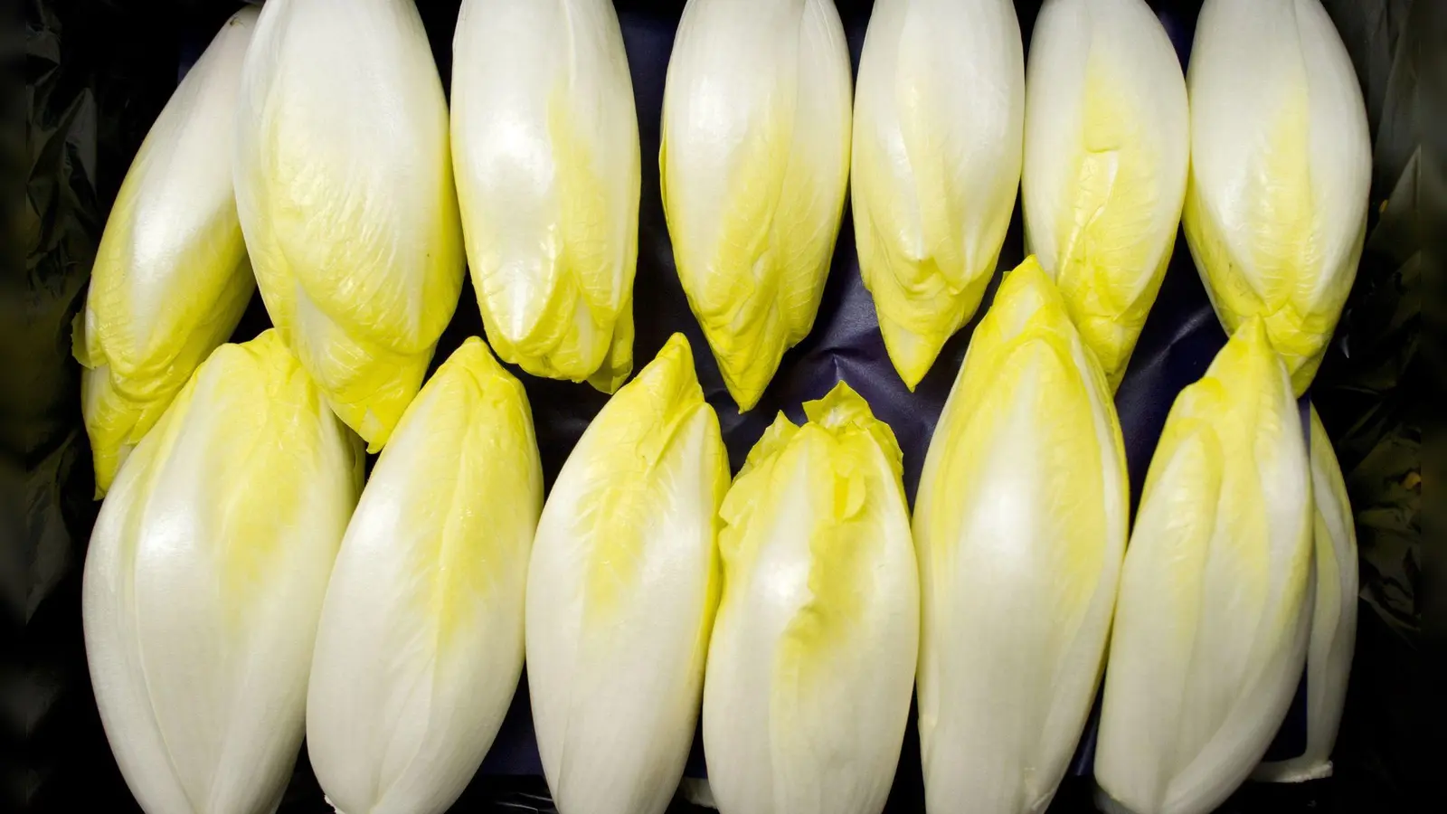 Bitterstoffe fördern die Verdauung: Chicorée, Endivien und Radicchio sind besonders reich an diesen sekundären Pflanzenstoffen. (Foto: picture alliance / ZB)