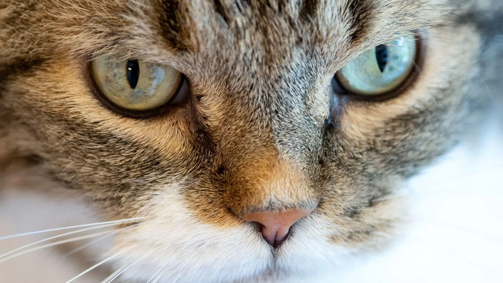 Die Katze verkeilte sich hinter dem Auspuff eines Autos. (Symbolbild) (Foto: Sven Hoppe/dpa)