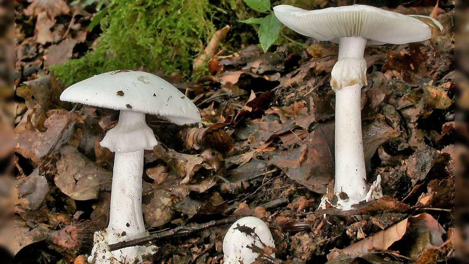 In Essen werden drei Kinder wegen lebensgefährlicher Vergiftung nach Knollenblätterpilz-Verzehr behandelt (Foto Archiv) (Foto: Rainer Wald/Deutsche Gesellschaft für Mykologie e.V./dpa)