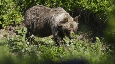 Ein Braunbär ist im Tal Zadné Meďodoly in Tatranská Javorina unterwegs. In Europa leben rund 17.000 Braunbären. (Foto: Milan Kapusta/tasr/dpa)