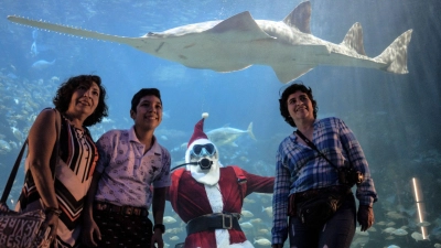 Der Sägerochen im Aquarium von Veracruz hat den Taucher Claudio Padron mit seinem Weihnachtsmannkostüm fest im Blick. (Foto: Felix Marquez/dpa)