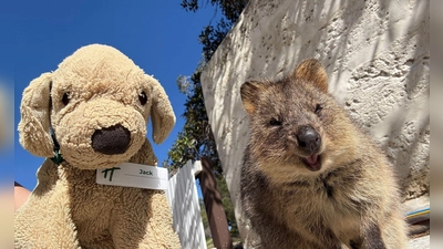 Jack erlebt große Abenteuer - so ließ er sich mit einem einheimischen Quokka auf Rottnest Island fotografieren. (Foto: Holiday Inn Perth City Centre/dpa)