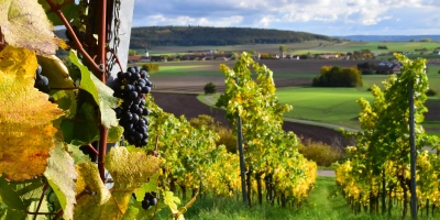 Imposante Ausblicke bieten sich im Herbst in den Weinbergen nahe Ulsenheim im Bereich des Lehrpfads „Natur und Wengert”. (Foto: Kurt Güner)