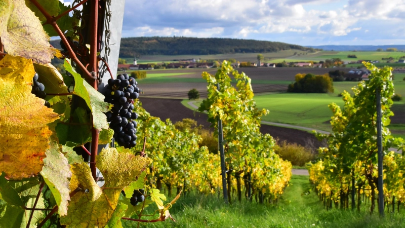 Imposante Ausblicke bieten sich im Herbst in den Weinbergen nahe Ulsenheim im Bereich des Lehrpfads „Natur und Wengert”. (Foto: Kurt Güner)