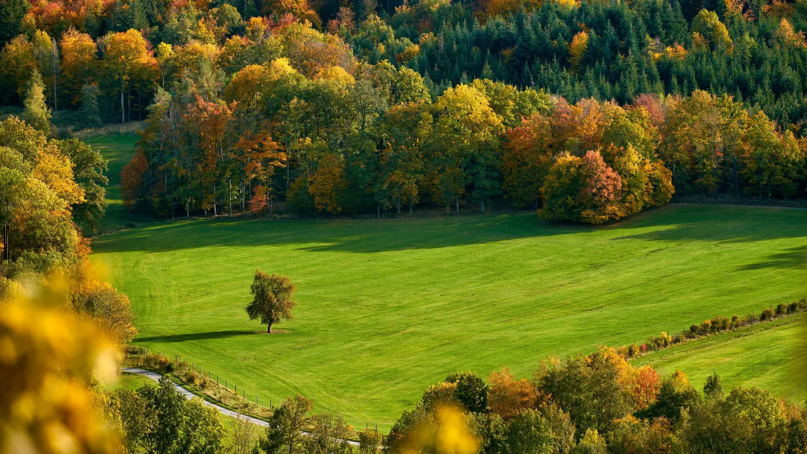 Der Herbst liefert die idealen Bedingungen, um den Rasen nach dem Sommer wieder gründlich zu pflegen. (Foto: Pixabay)