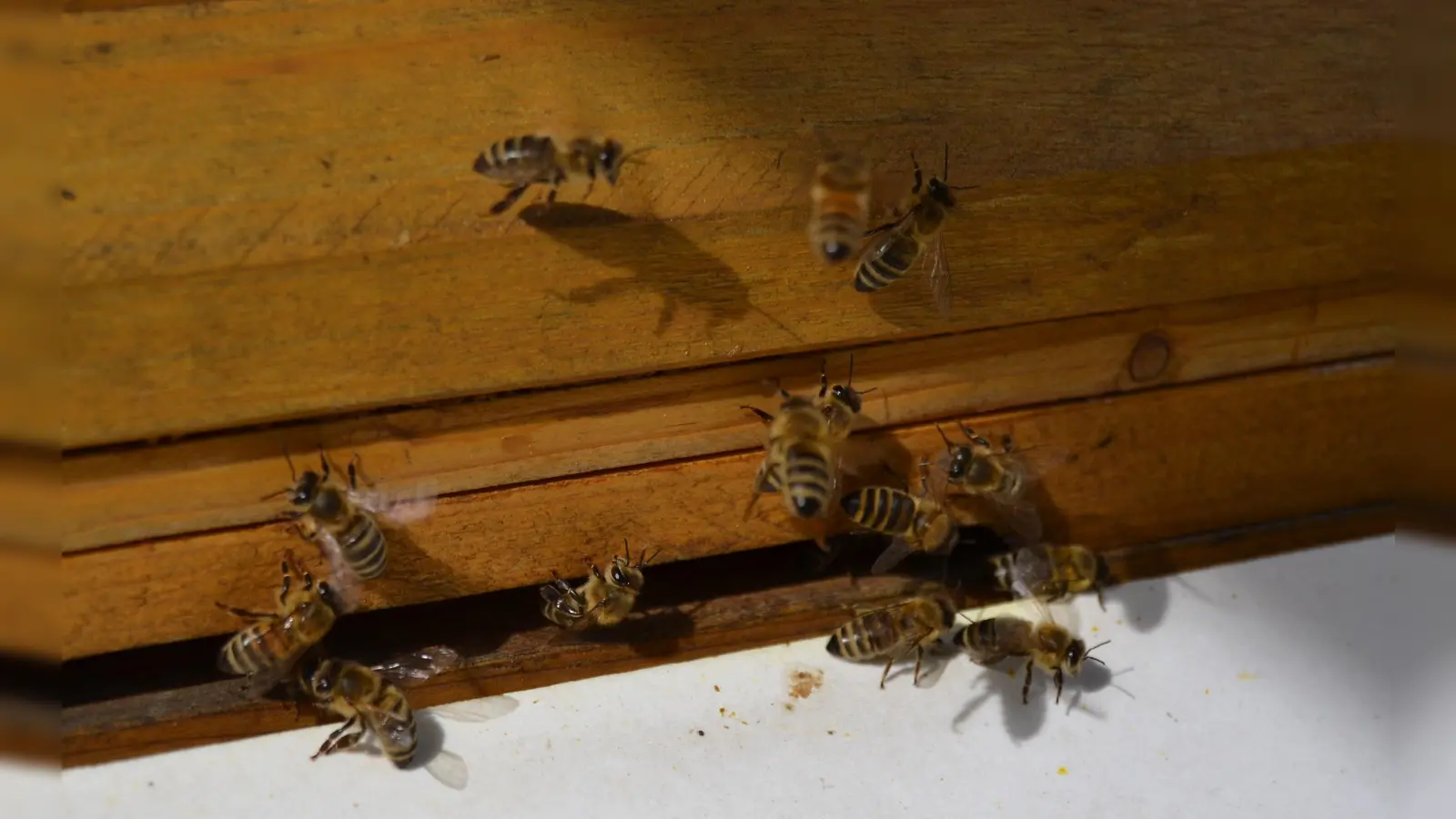 Die Amerikanische Faulbrut bricht in Deutschland immer wieder aus. Sie ist für erwachsene Bienen, Menschen oder andere Lebewesen nicht gefährlich.  (Archivbild: Andrea Walke)