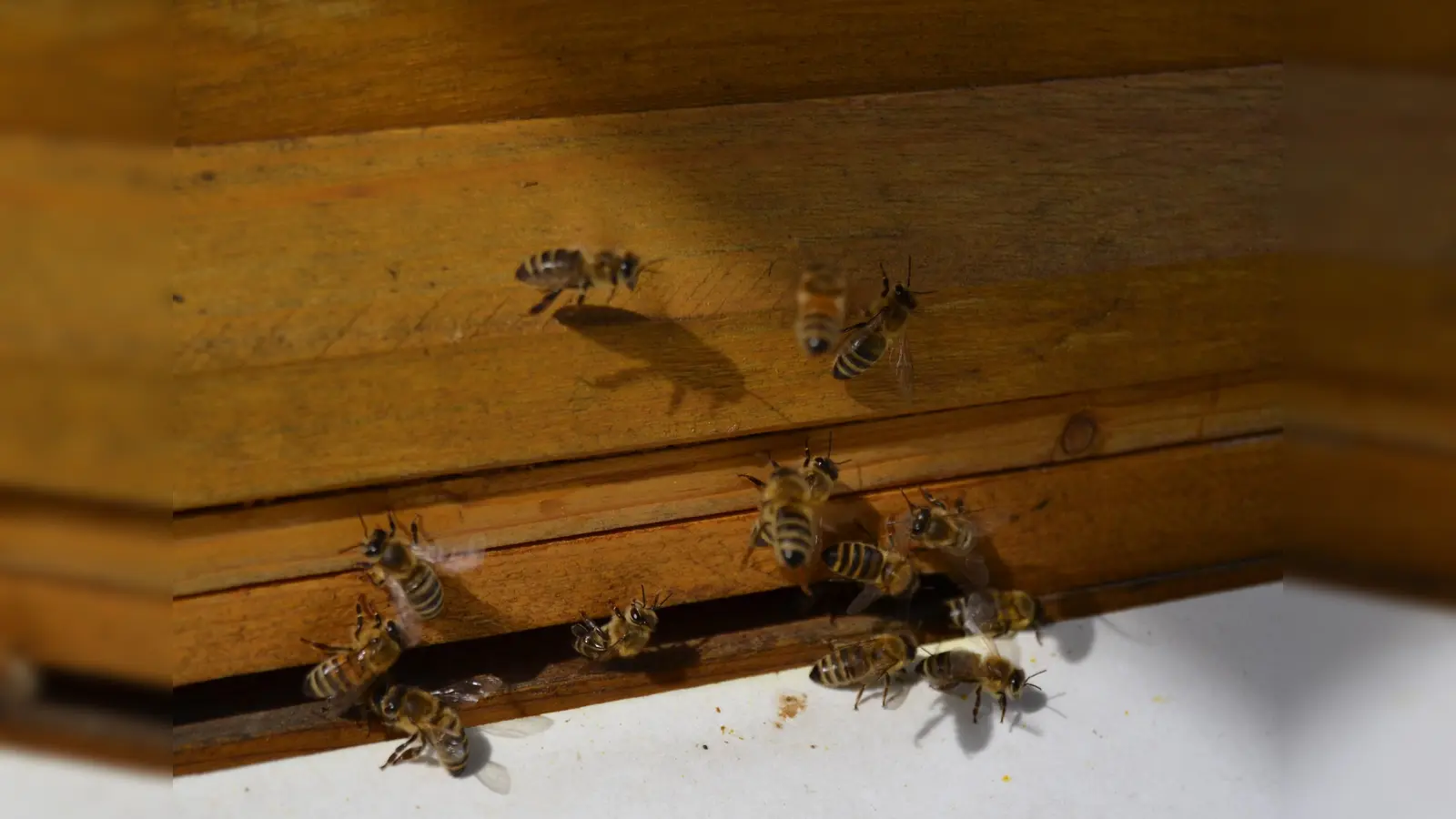 Bienen beim Einfliegen in ihren Stock (Foto: Andrea Walke)