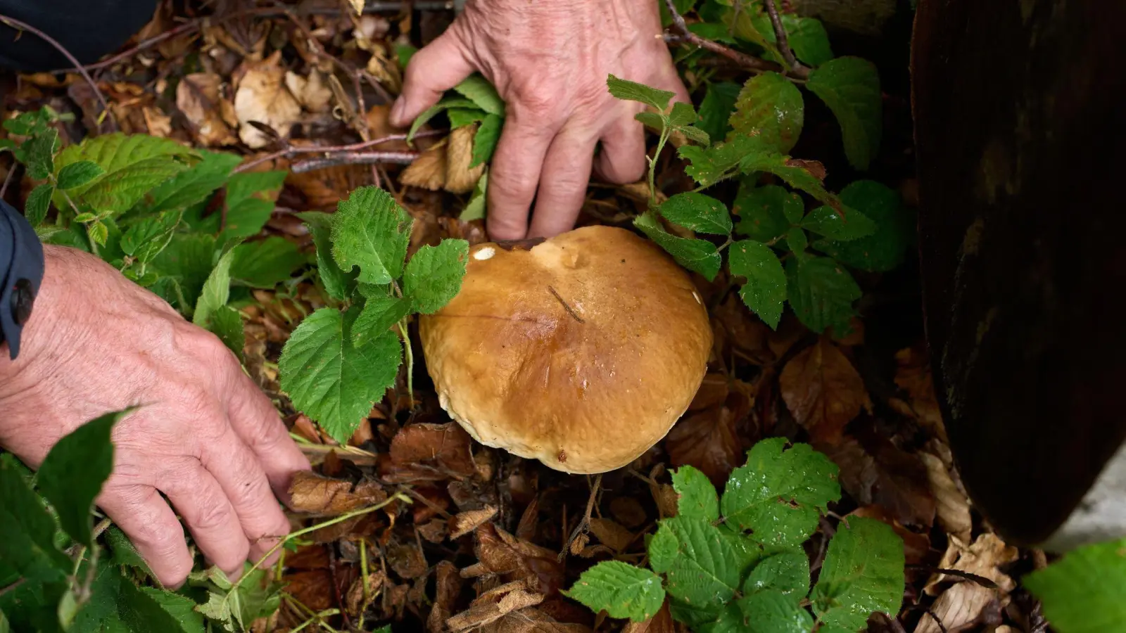 Nachdem die Saison nach einem trockenen Sommer zunächst mau schien, sprießen die Pilze inzwischen dank Regen zahlreich aus dem Boden. Für Pilzsammler ein Segen - und gleichzeitig ein Risiko. (Foto: Thomas Frey/dpa)