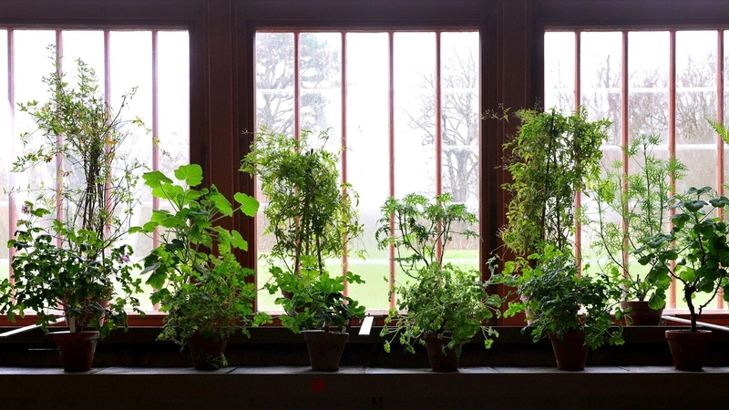 Wie geht's den Pflanzen in ihrem Winterquartier? Wer keine Überraschungen erleben will, sollte das regelmäßig kontrollieren. (Foto: Martin Schutt/dpa/dpa-tmn)