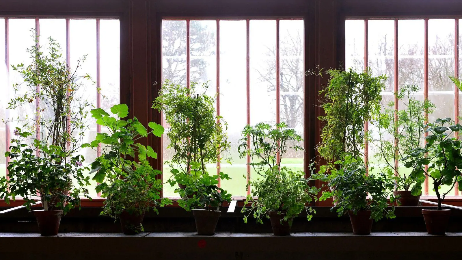 Wie geht's den Pflanzen in ihrem Winterquartier? Wer keine Überraschungen erleben will, sollte das regelmäßig kontrollieren. (Foto: Martin Schutt/dpa/dpa-tmn)