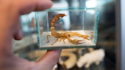 Was bei heimkehrenden Urlaubern als harmloses Mitbringsel gedacht ist, kann der Natur massiv schaden. (Foto: Federico Gambarini/dpa)