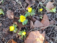 Erste Frühlingsboten? - gesehen in Rothenburg (Foto: Erika Grömer)