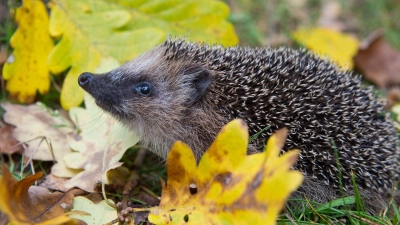 Schon Frühling? Weil es so warm war, wurden manche Winterschläfer vorzeitig wach. (Symbolbild) (Foto: Patrick Pleul/dpa-Zentralbild/dpa)
