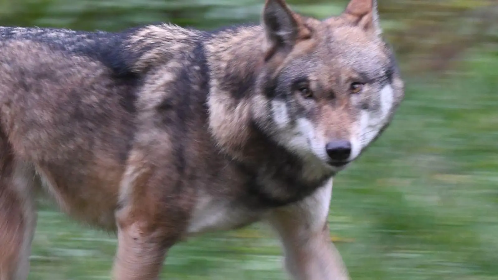 Laut Polizei hat der Wolf eine Frau gebissen und verletzt. (Symbolbild) (Foto: Carsten Rehder/dpa)