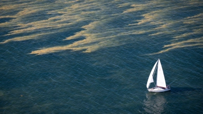 Blaualgenteppiche erstrecken sich über Teile der Ostsee. (Foto: Philip Dulian/dpa)