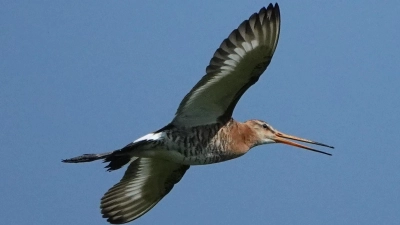 Eine Uferschnepfe im Flug. Sie zählt zu den Wiesenbrütern, die in diesen Wochen ihre Jungen im Wiesmet aufziehen. Damit möglichst viele überleben, soll der Lebensraum geschützt werden. (Foto: Dietmar Herold)