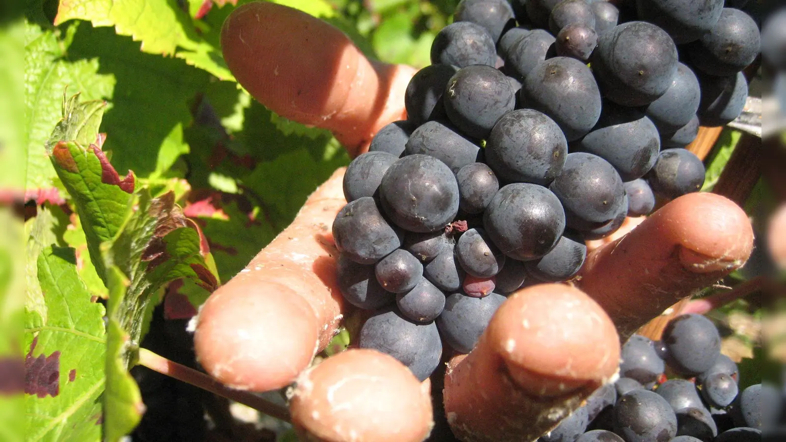 Die Weinlese in der Champagne ist Handarbeit. (Archivbild) (Foto: picture alliance / dpa)