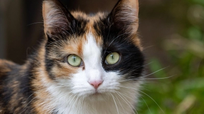 Einer Katze wurde ein Hakenkreuz ans Ohr gekritzelt. (Symbolbild) (Foto: Stefan Sauer/dpa)