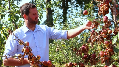 Die Hitze und die Trockenheit haben den Bäumen im Triesdorfer Pomoretum ordentlich zugesetzt. Die Ernte wird sehr gering ausfallen, ist Martin Walther sicher. (Foto: Antonia Müller)