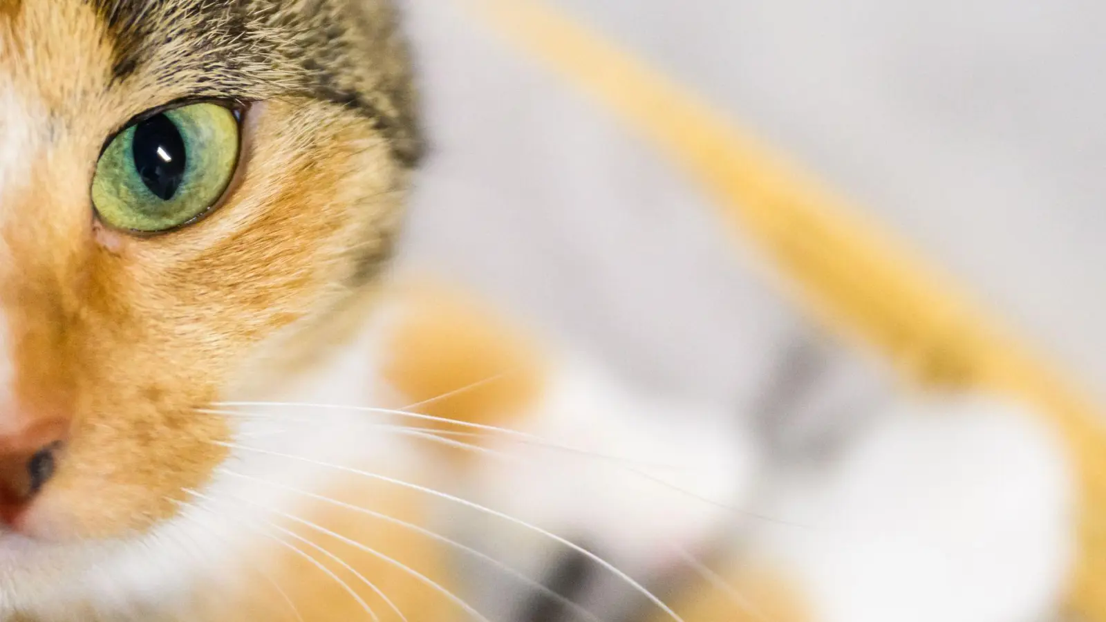 Von der versprochenen Katze fehlt am Übergabeort jede Spur. (Symbolbild) (Foto: Julian Stratenschulte/dpa)