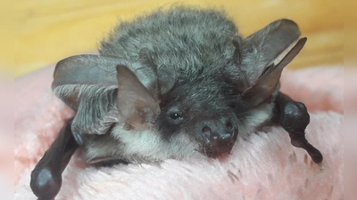 Das kleine Langohrmännchen „Rollo” genießt in der Scheinfelder Fledermaus-Pflegestation von Jana Stepanek derzeit Vollpension. (Foto: Jana Stepanek)