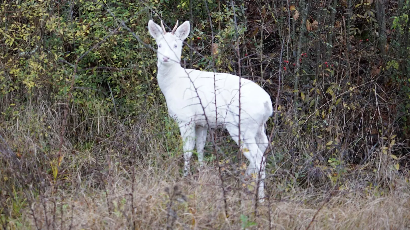 Dieser Schnappschuss gelang dem ÖJV-Vorsitzenden Wolfgang Kornder zufällig bei Emskirchen. „Das ist das erste Mal in meinem Leben, dass ich ein weißes Reh gesehen habe.“ (Foto: Wolfgang Kornder)