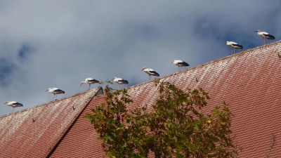 Storchenparade auf dem Dachfirst: Wie hier an der Stiftsbasilika sind die Hinterlassenschaften der Tiere in Herrieden vielfach zu sehen. (Foto: Rudolf Eder)