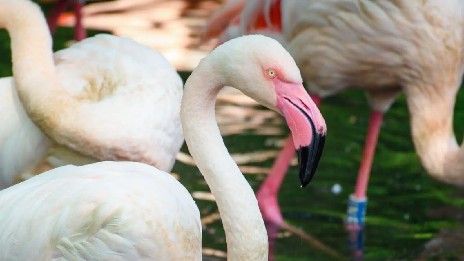 Der Flamingo Ingo lebte seit 1955 in Berlin. (Foto: Gregor Fischer/dpa)