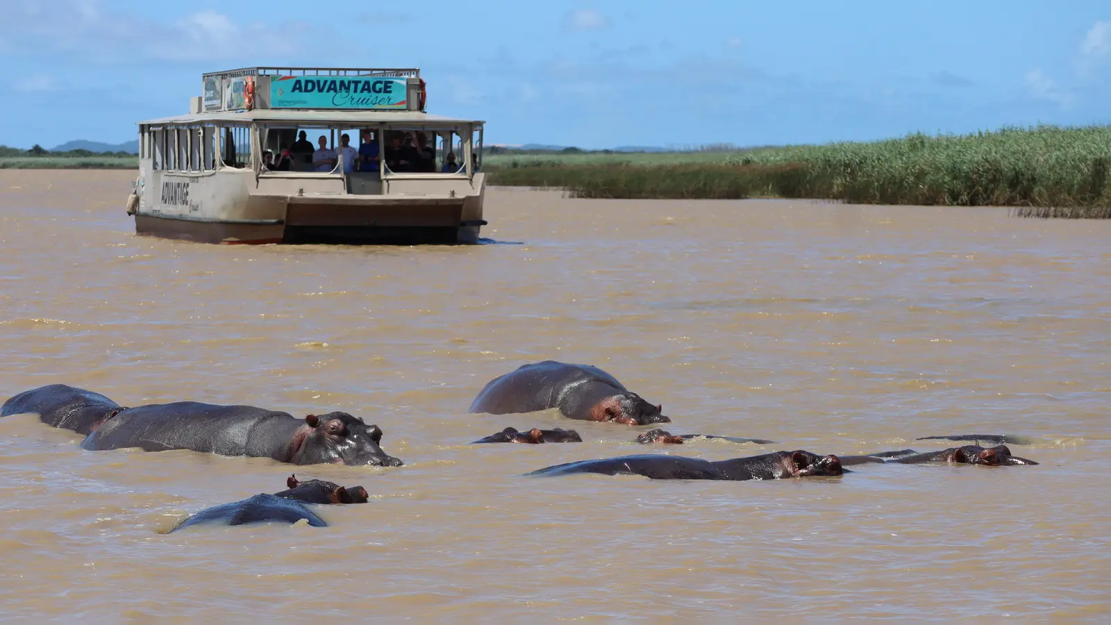 Ab Santa Lucia beginnt der ungewöhnlichste Teil der Reise: Die verschiedenen Safaris. Die Boots-Safari im iSimangaliso Wetland Park führt zu den größten Flusspferdbeständen des Landes. Und ja, auch die nächtlichen Besucher der Stadt Santa Lucia verbringen die heißen Tage hier im Wasser. (Foto: Gudrun Bayer)