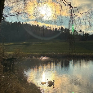 Schwäne im warmen Winterglanz - gesehen in Ehingen-Hüttlingen (Foto: Victoria Beck)