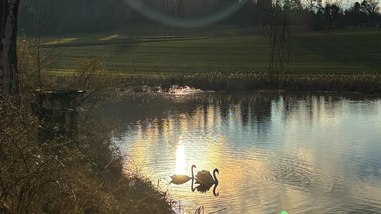 Schwäne im warmen Winterglanz - gesehen in Ehingen-Hüttlingen (Foto: Victoria Beck)