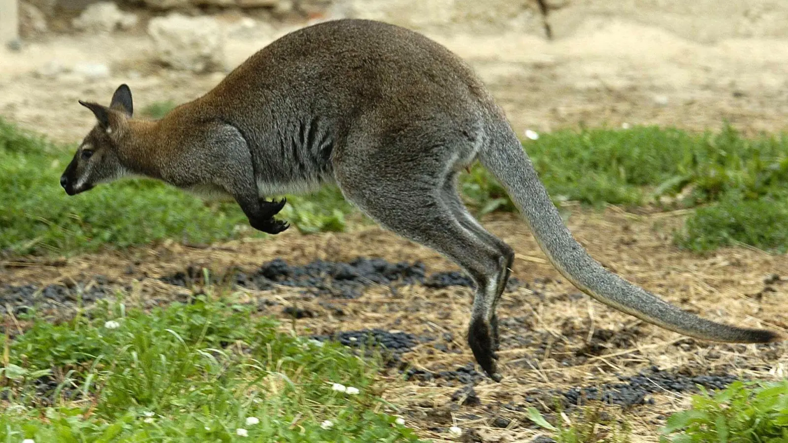 Zwei Kängurus wurden in Solingen geköpft - die Ermittler suchen nun einen unbekannten Tierquäler. (Symbolbild)  (Foto: Armin Weigel/dpa)